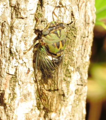 Scissors Grinder Cicada