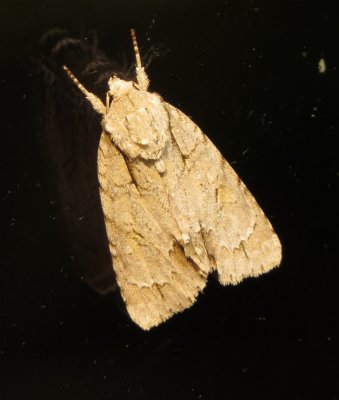 Dagger Moth Species