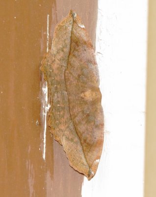 Curve-Toothed Geometer Moth