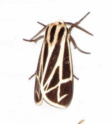 Genus Apantesis