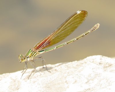 American Rubyspot