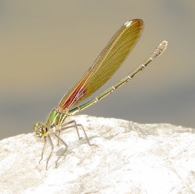 American Rubyspot