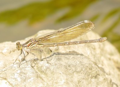 American Rubyspot