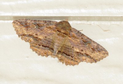 Lunate Zale Moth