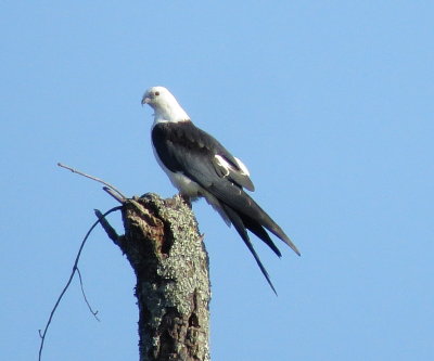 Swallow-Tailed Kite