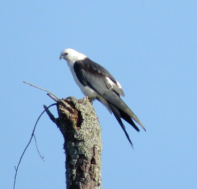 Swallow-Tailed Kite