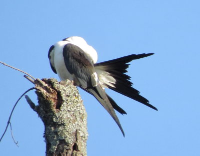 Swallow-Tailed Kite