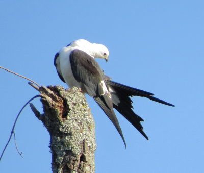 Swallow-Tailed Kite