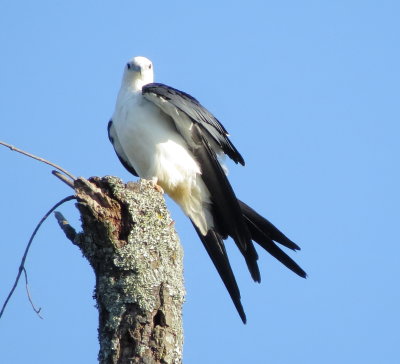 Swallow-Tailed Kite