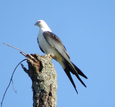 Swallow-Tailed Kite