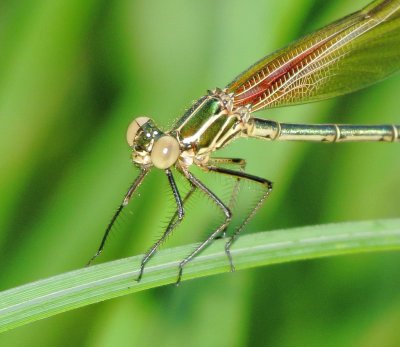 American Rubyspot
