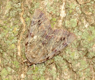 Oldwife Underwing