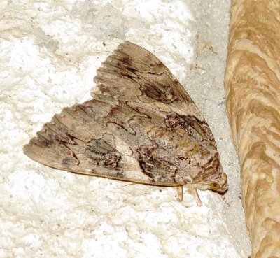 Penitent Underwing