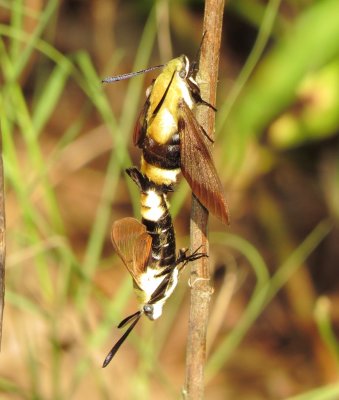 Snowberry Clearwing