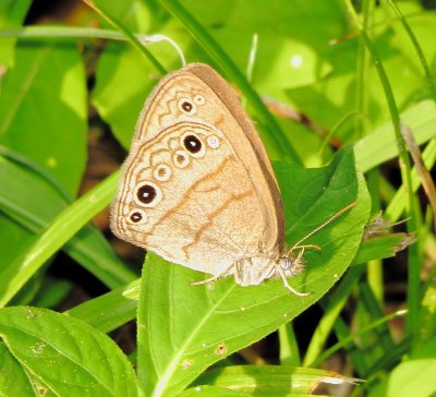 Carolina Satyr