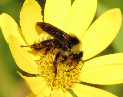 American Bumble Bee