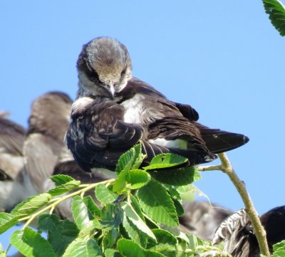 Purple Martin
