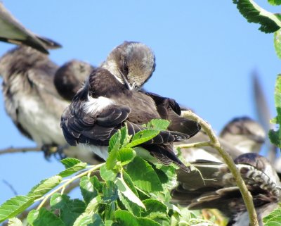 Purple Martin