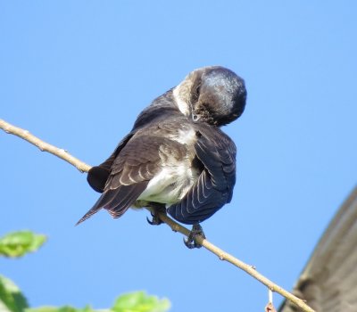 Purple Martin