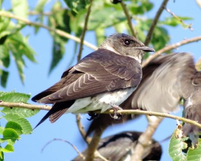 Purple Martin
