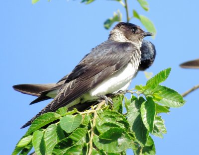 Purple Martin