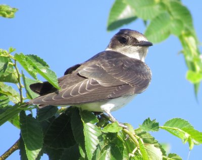 Purple Martin