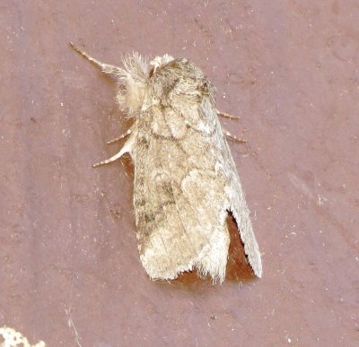 Prominent Moth Species