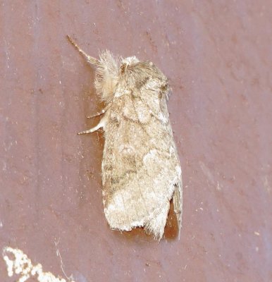 Prominent Moth Species