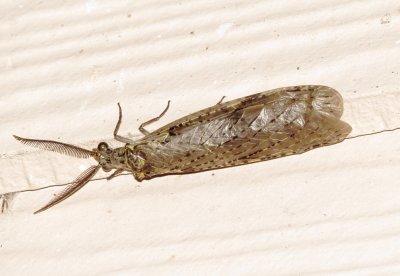 Spring Fishfly