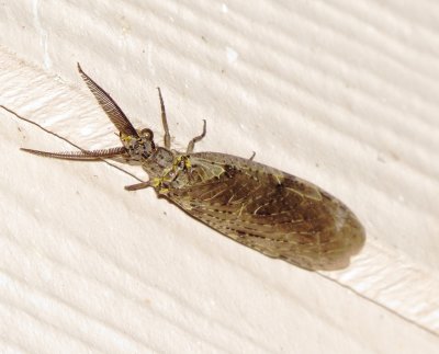 Spring Fishfly