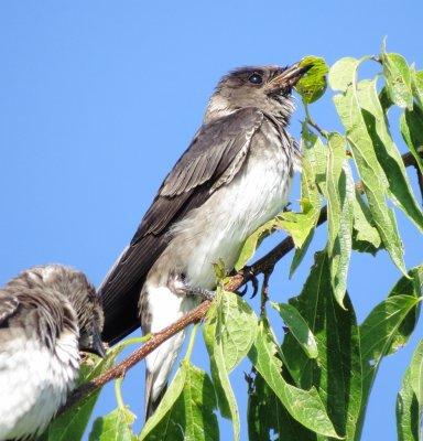 Purple Martin