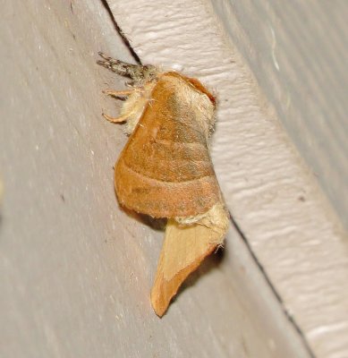Genus Datana