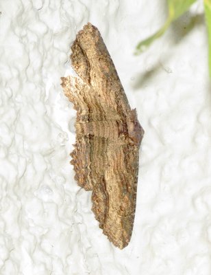 Lunate Zale Moth