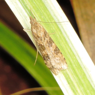 Lucerne Moth