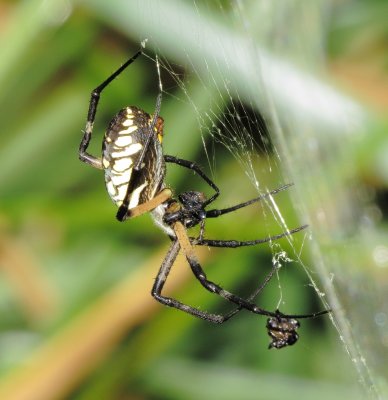 Yellow Garden Spider