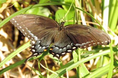 Eastern Tiger Swallowtail