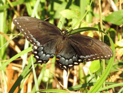 Eastern Tiger Swallowtail