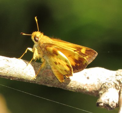 Zabulon Skipper