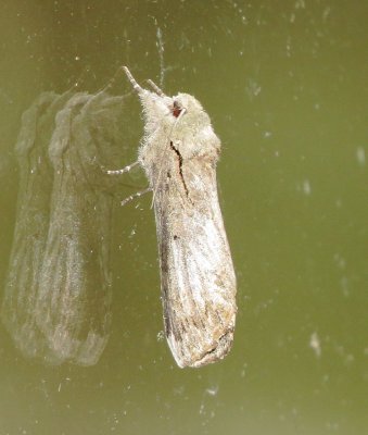 Black-Blotched Schizura Moth
