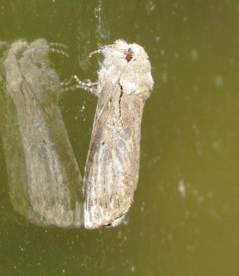 Black-Blotched Schizura Moth