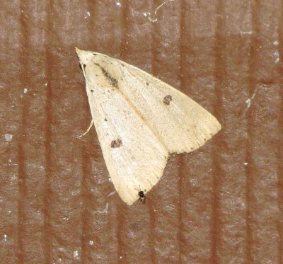 Deadwood Borer Moth