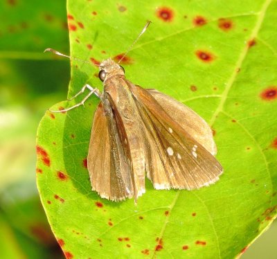 Eufala Skipper