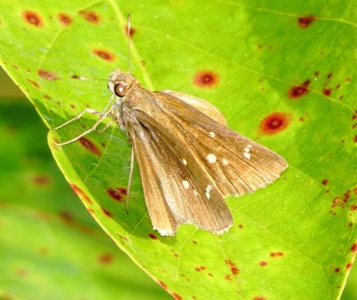 Eufala Skipper