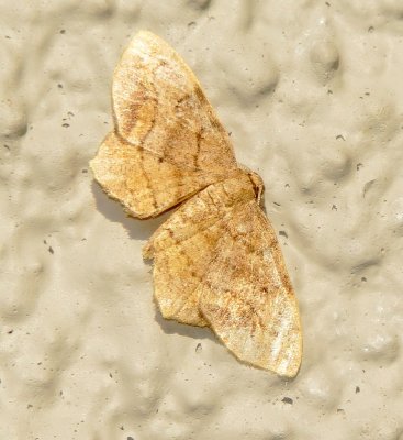 Geometer Moth Species