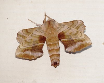 Walnut Sphinx Moth