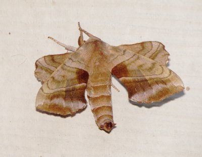 Walnut Sphinx Moth