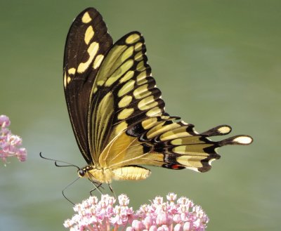 Eastern Giant Swallowtail