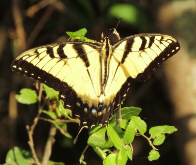 Eastern Tiger Swallowtail
