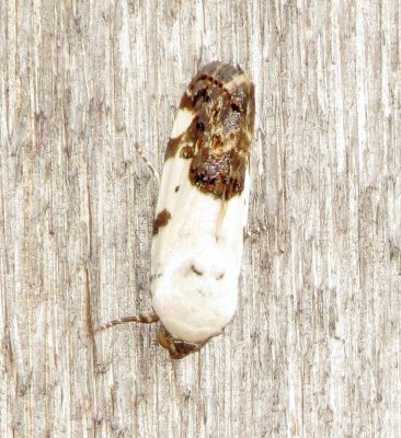 Exposed Bird Dropping Moth