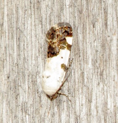Exposed Bird Dropping Moth